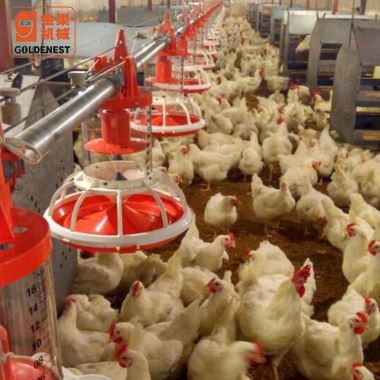 Alimentation automatique par poêle pour reproducteurs de poulets de chair