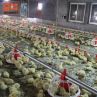Complete Set Automatic Poultry Farm Equipment For Broiler